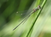 J17_2468 Chalcolestes viridis male